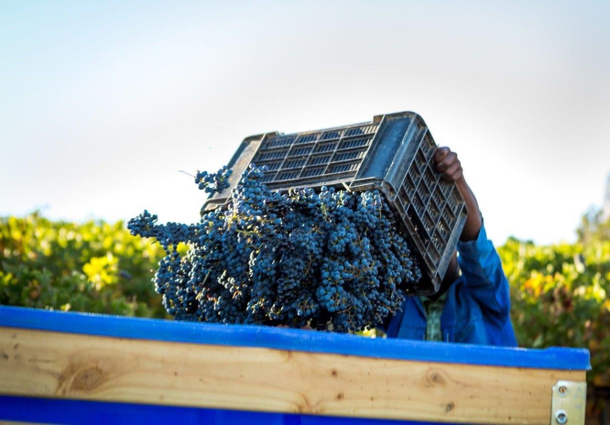Cabernet sauvignon grapes lr 2