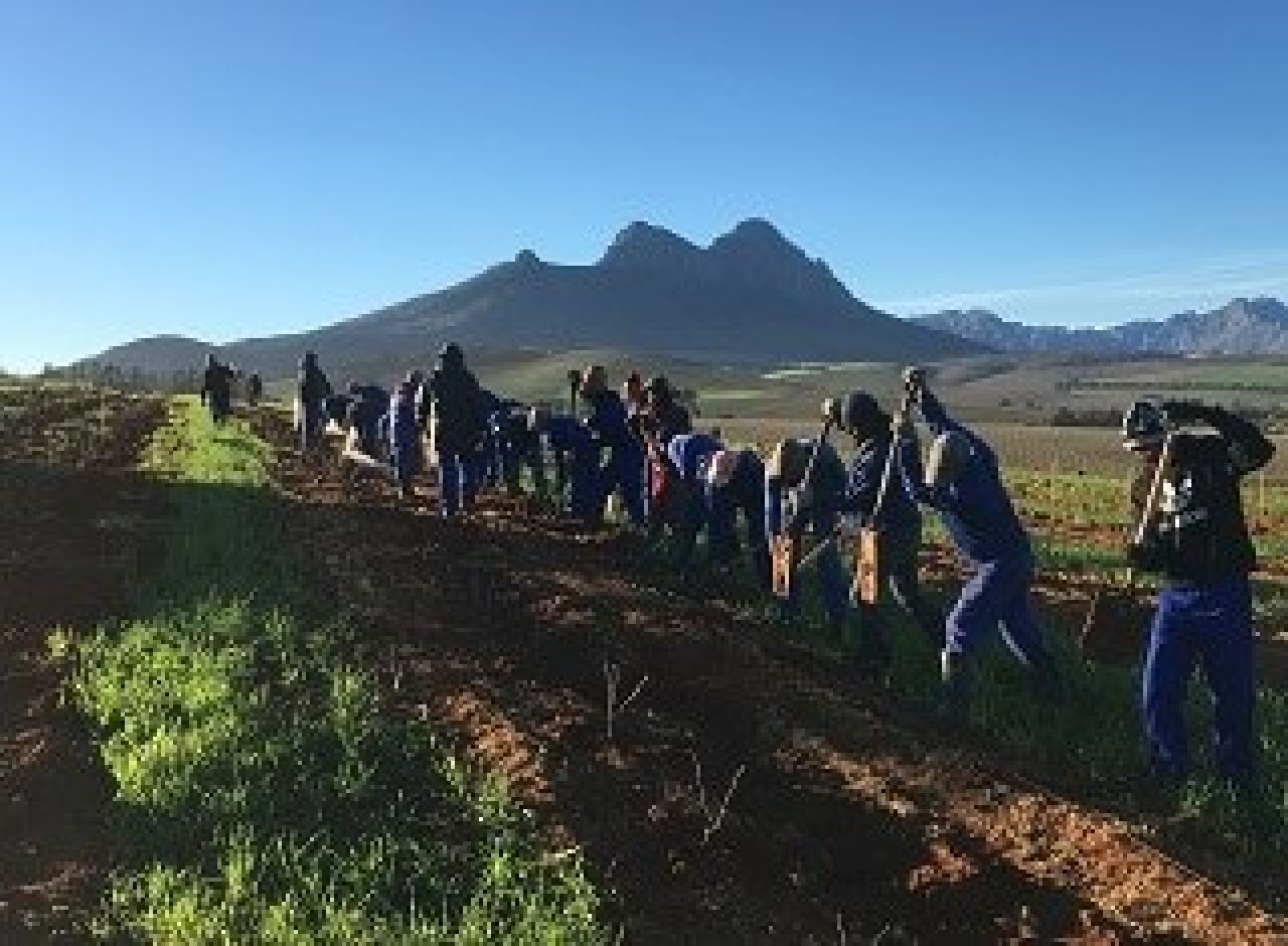 In the vineyard Picture 2