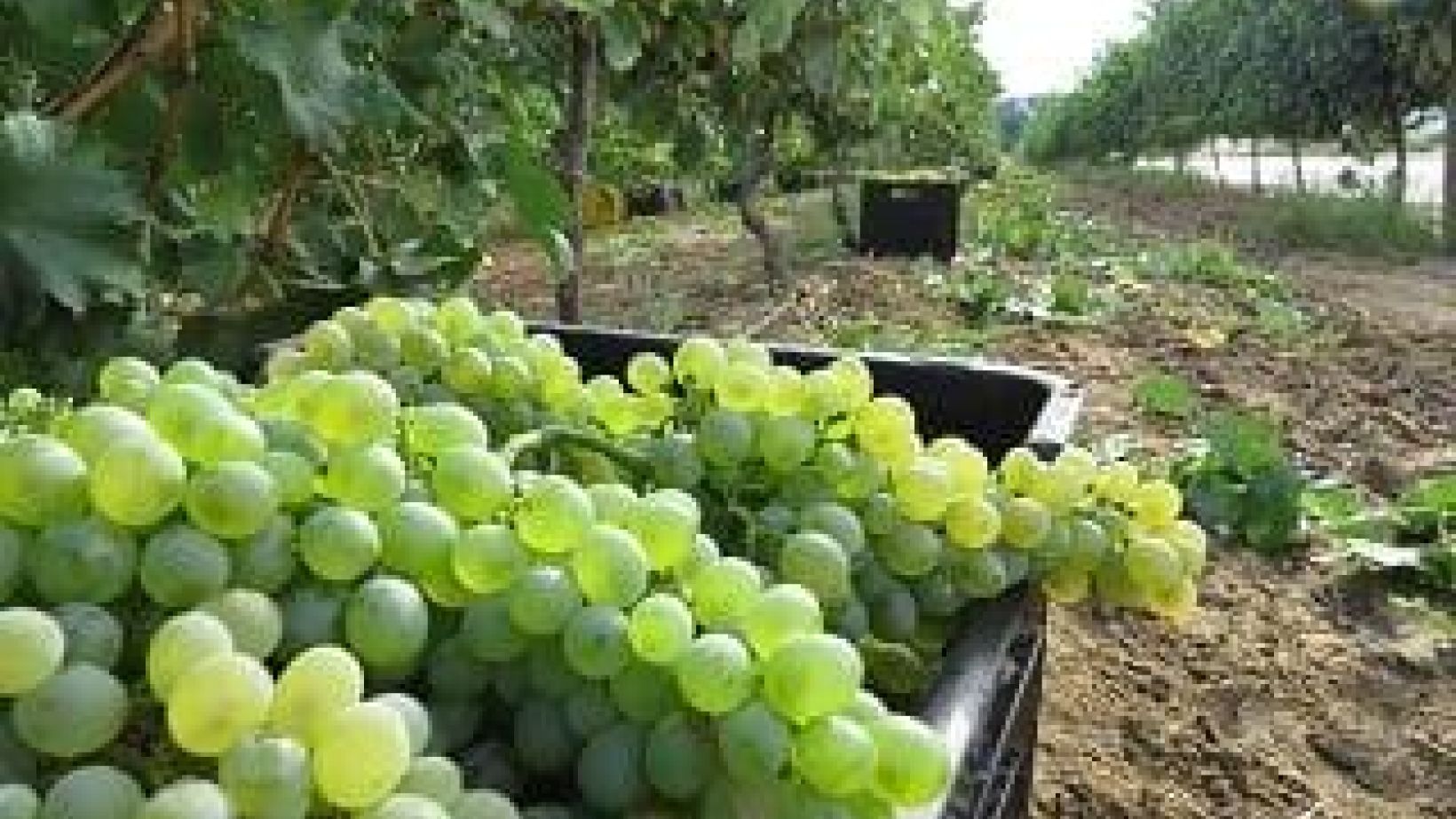Harvest5