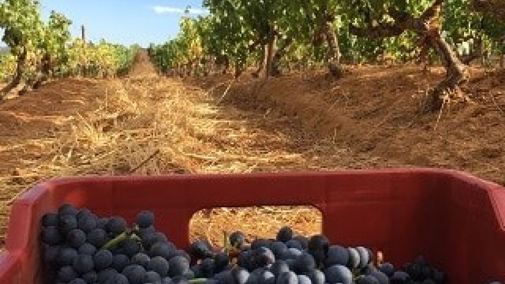 In the vineyard Picture 1