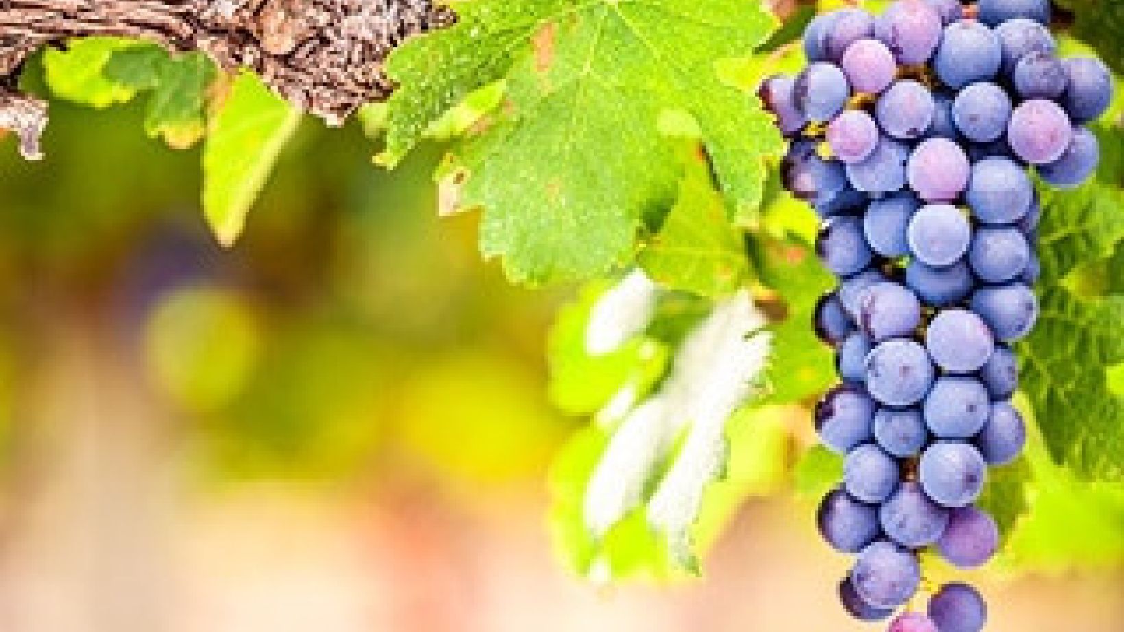 Shiraz