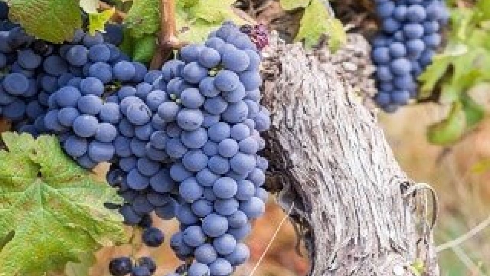 Grapes