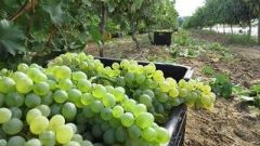 Harvest5
