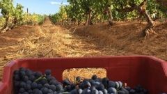 In the vineyard Picture 1