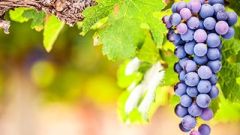Shiraz