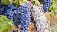 Grapes