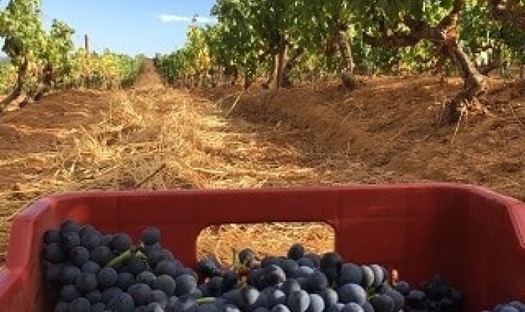 In the vineyard Picture 1