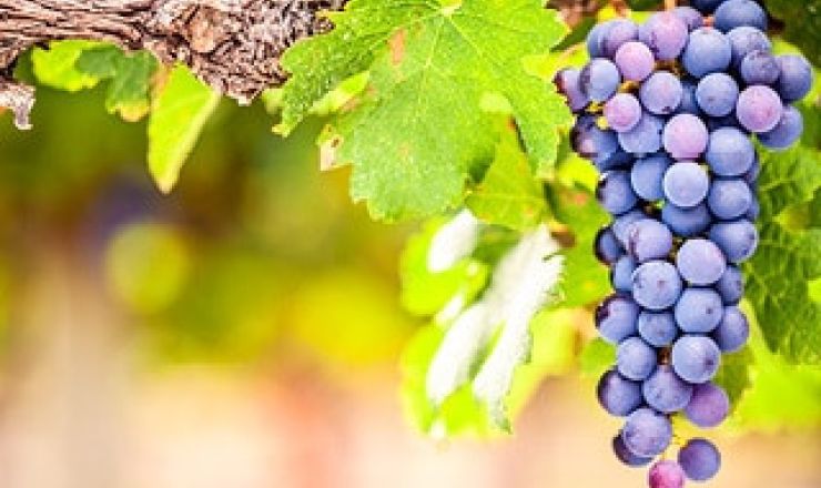 Shiraz