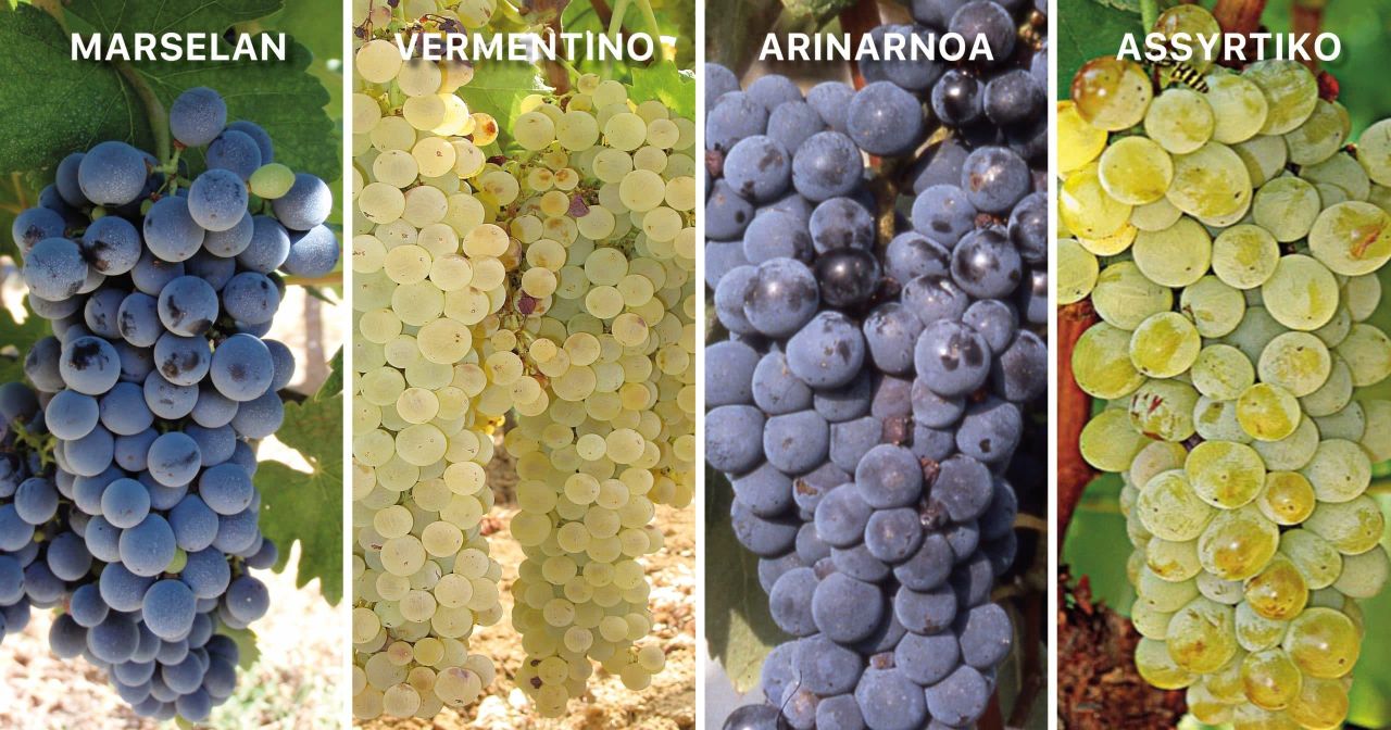 Cultivars lesser known vititec