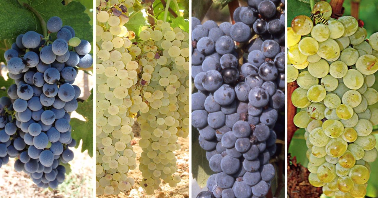 Grapes