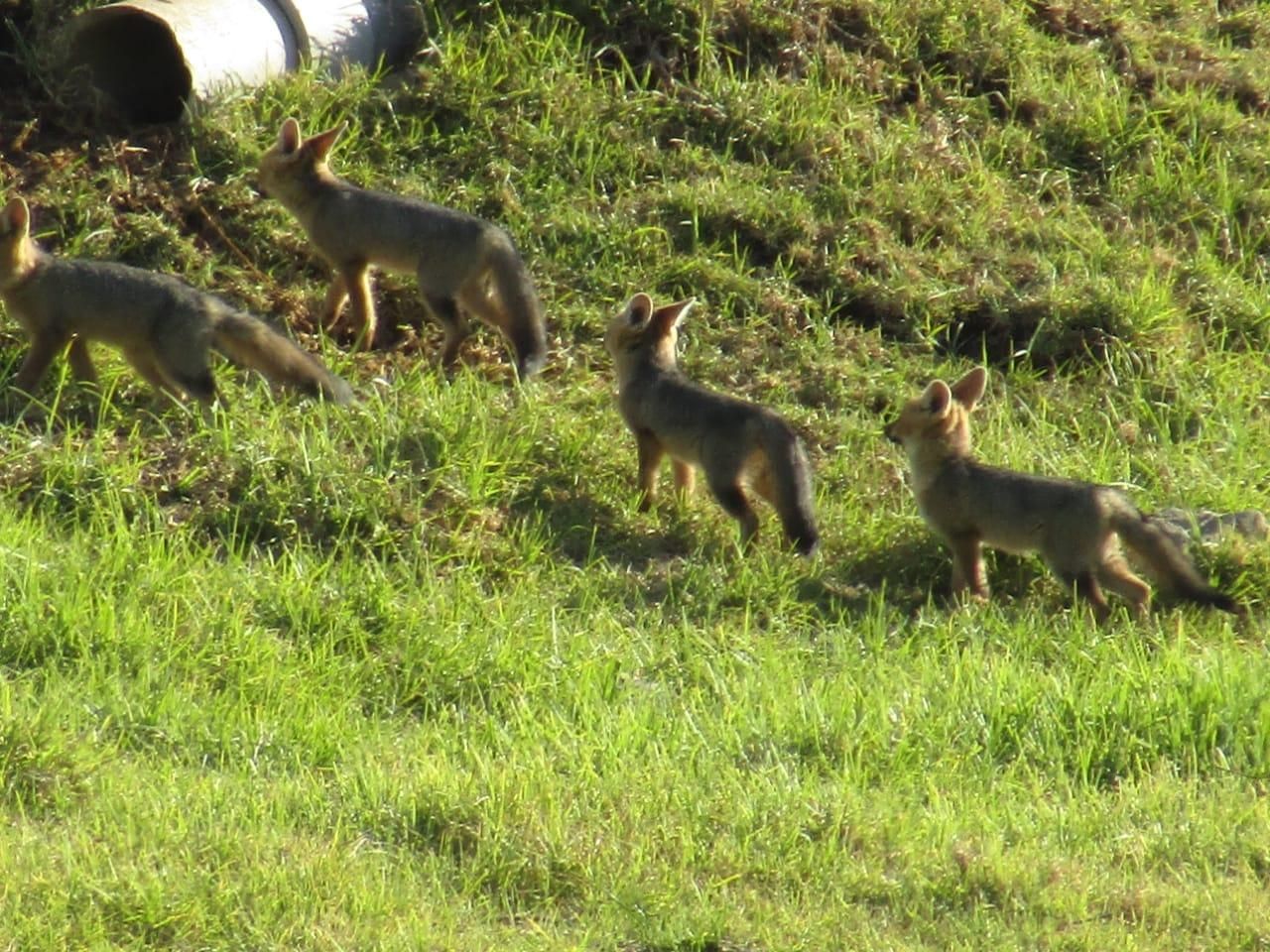 1b Cape fox family