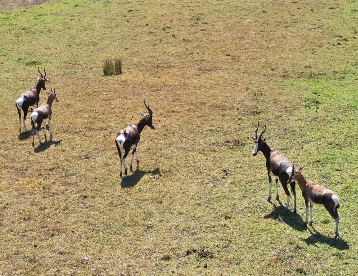 2 Bontebok