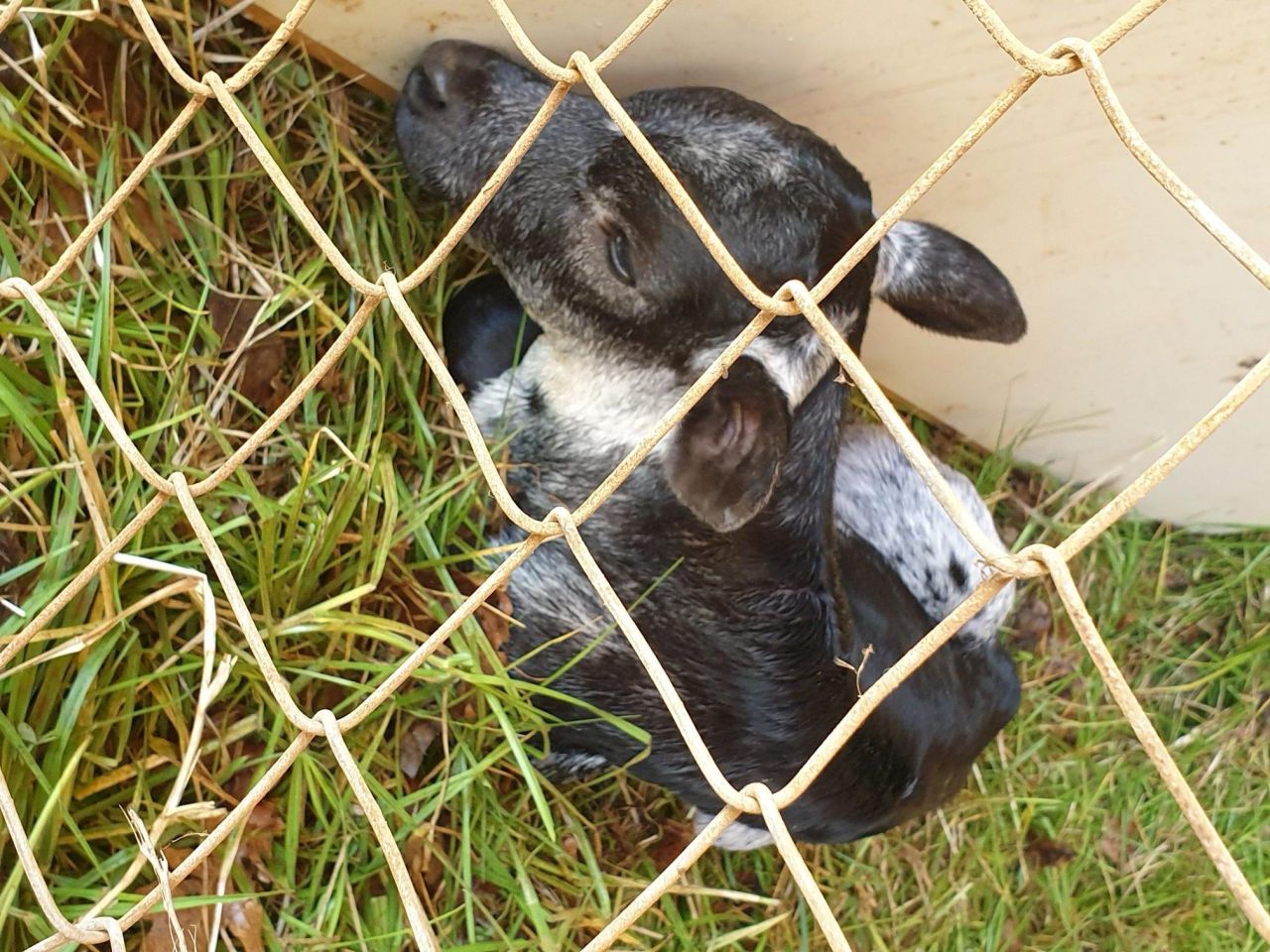 3 Nguni Nina rotated