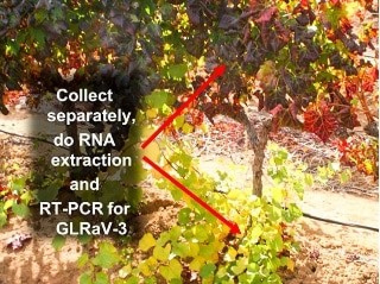 Leafroll figure7 1