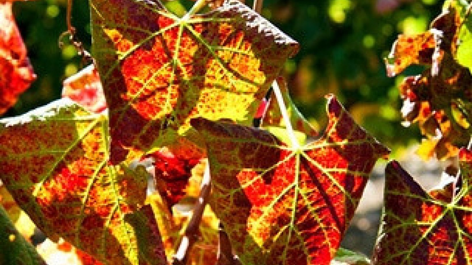Leafroll1