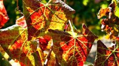 Leafroll1