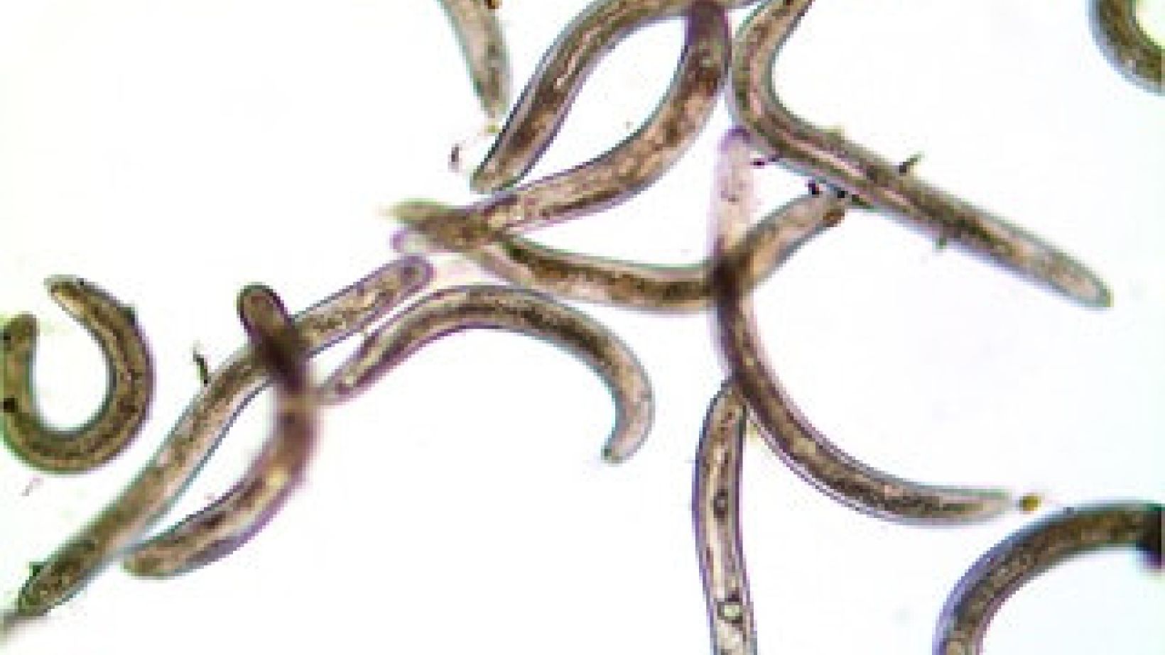 Ring Nematode