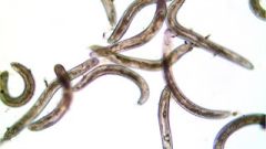 Ring Nematode