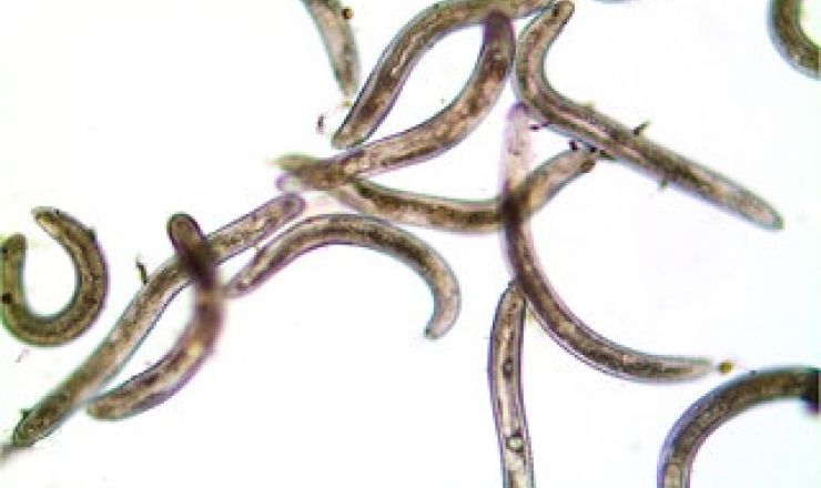 Ring Nematode