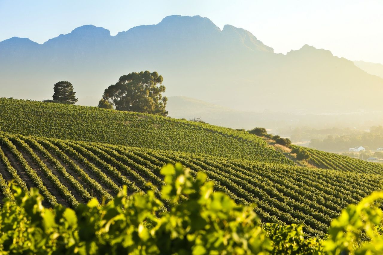 Winetourism Stellenbosch Vineyards and mountain SMALL