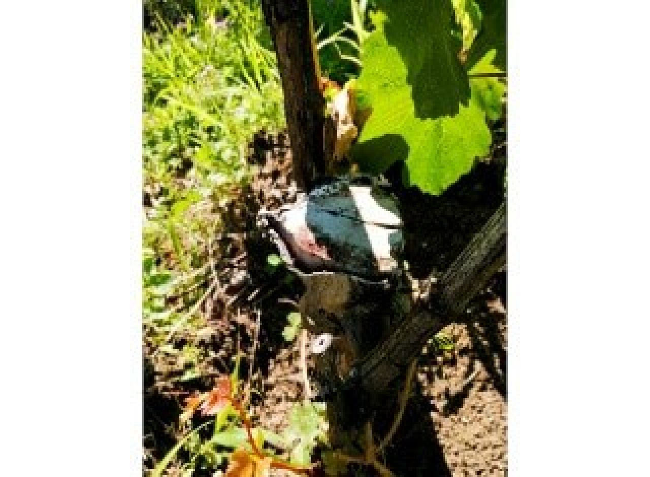 Grapevine Trunkdisease Photo6