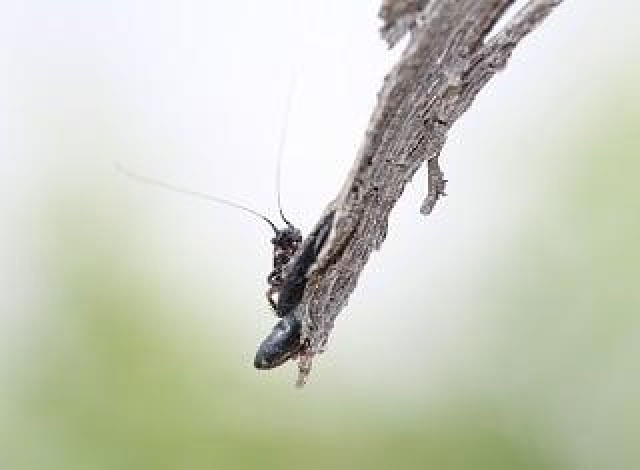 Katydid ecology in vineyards Figure 3