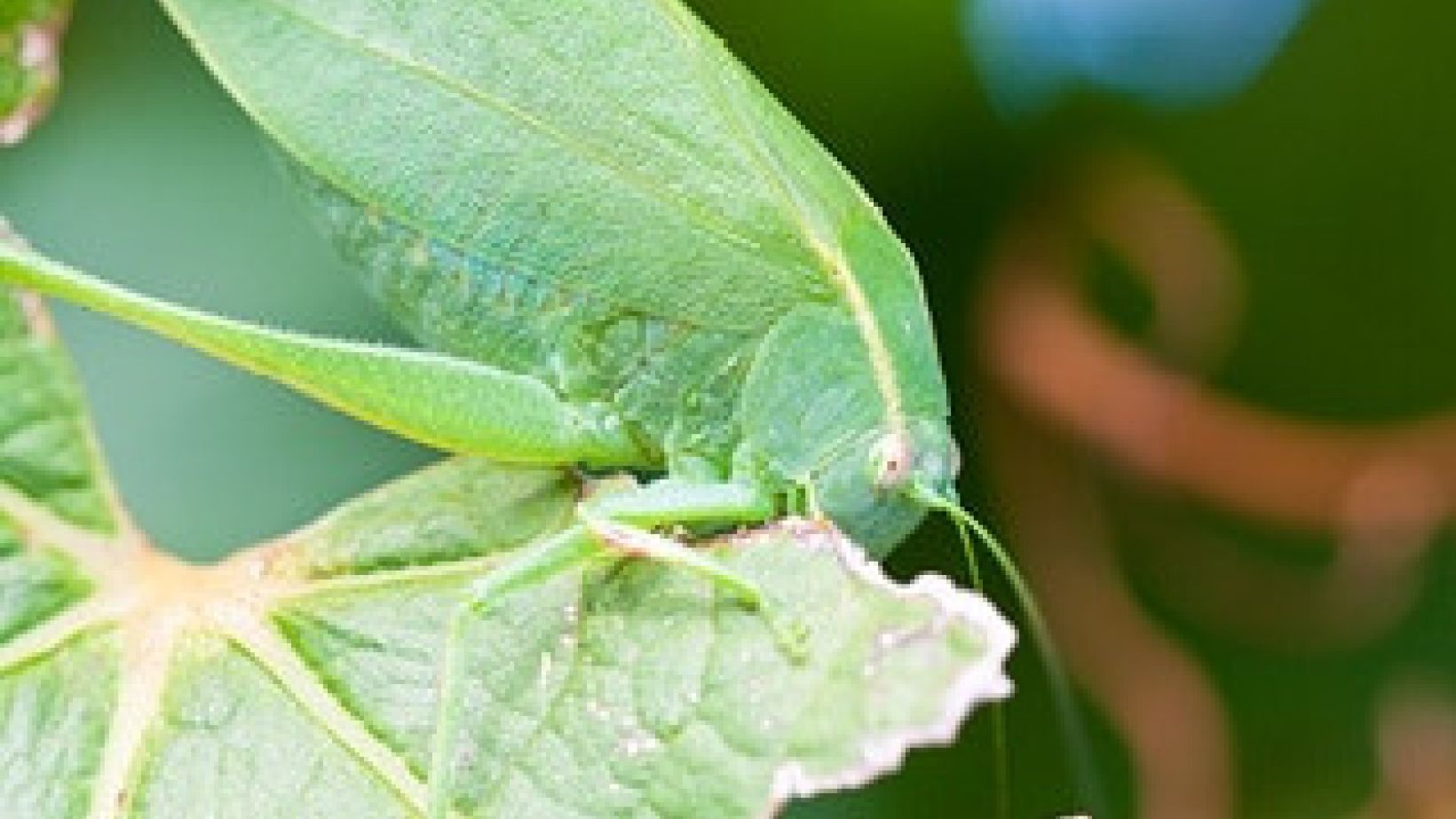 Katydid figure1 A