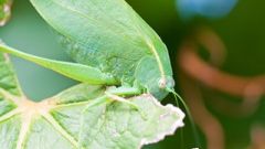 Katydid figure1 A