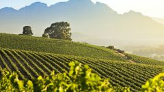 Winetourism Stellenbosch Vineyards and mountain SMALL