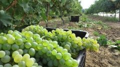 Wine industry status web