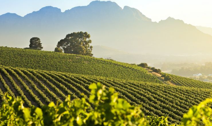 Winetourism Stellenbosch Vineyards and mountain SMALL