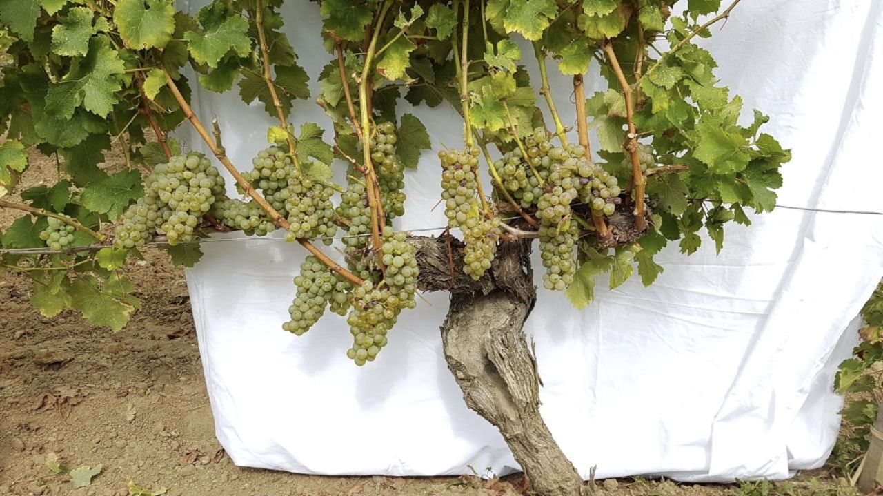 SIMONITSIRCH Dendrochirurgia Chateau Reynon Sauvignon blanc 2017