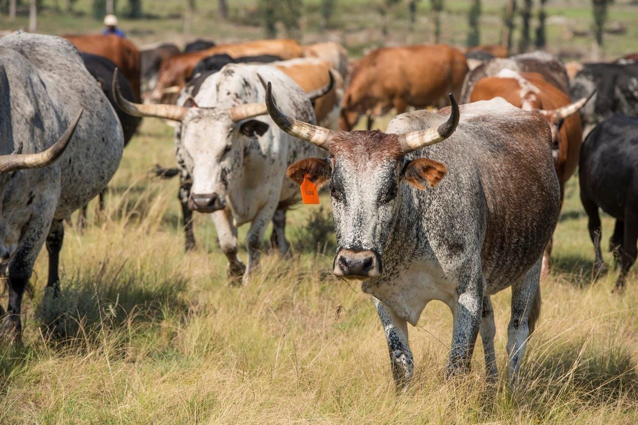 2 Nguni