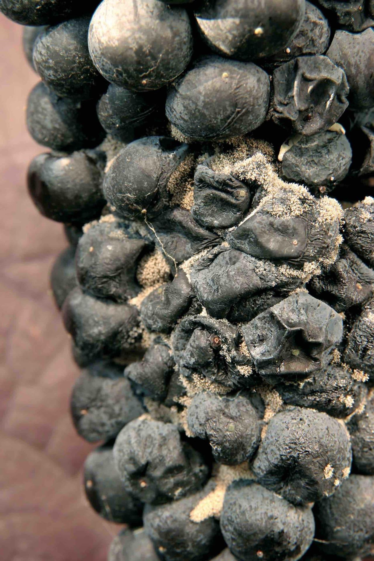 BAYER Botrytis 1