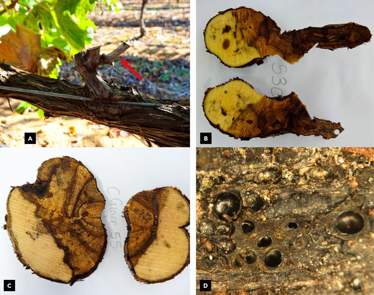 Eutypa fig1