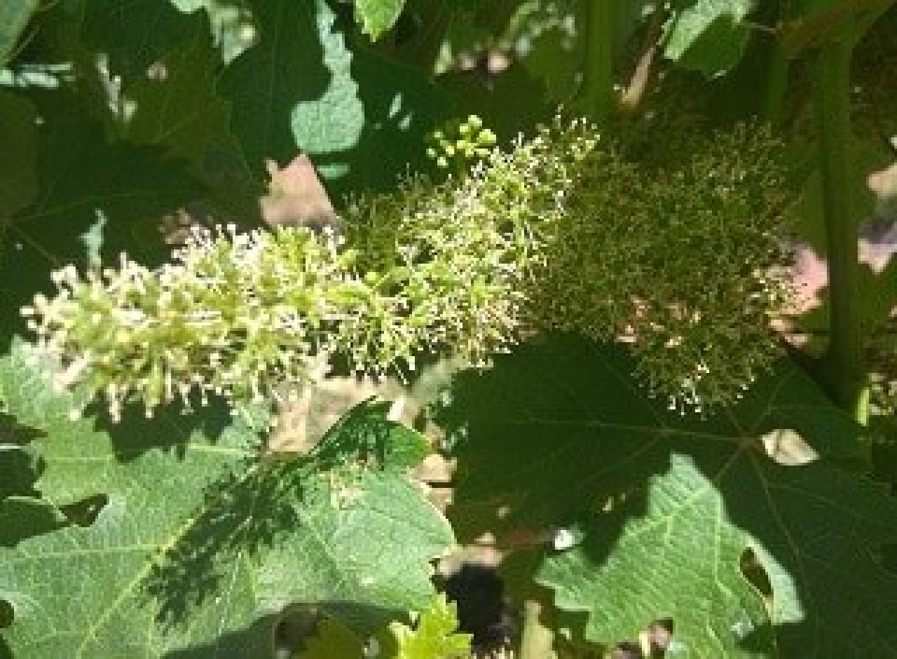 Impact of local site inter seasonal weather variability Flowering