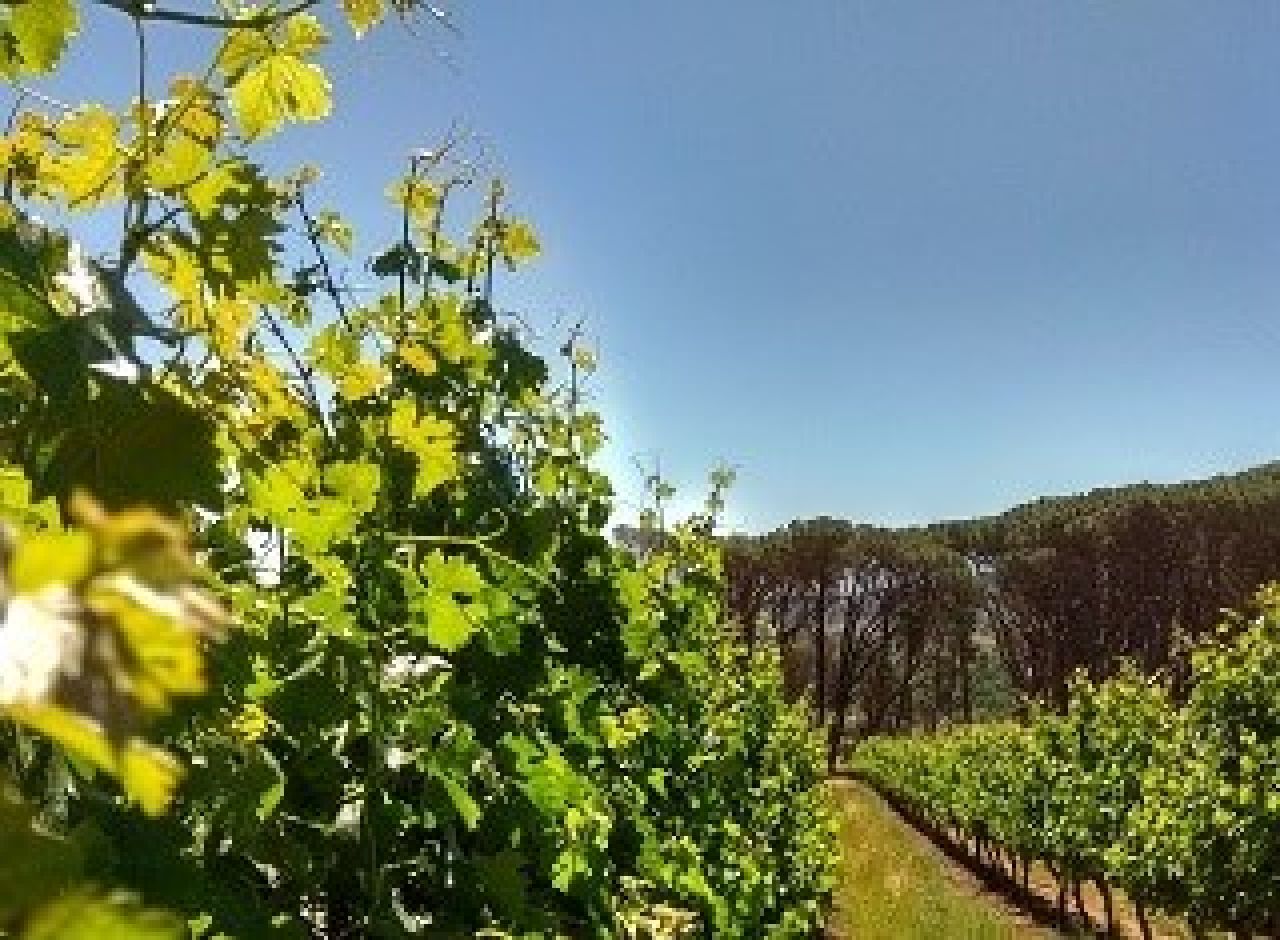 Impact of local site inter seasonal weather variability Growth