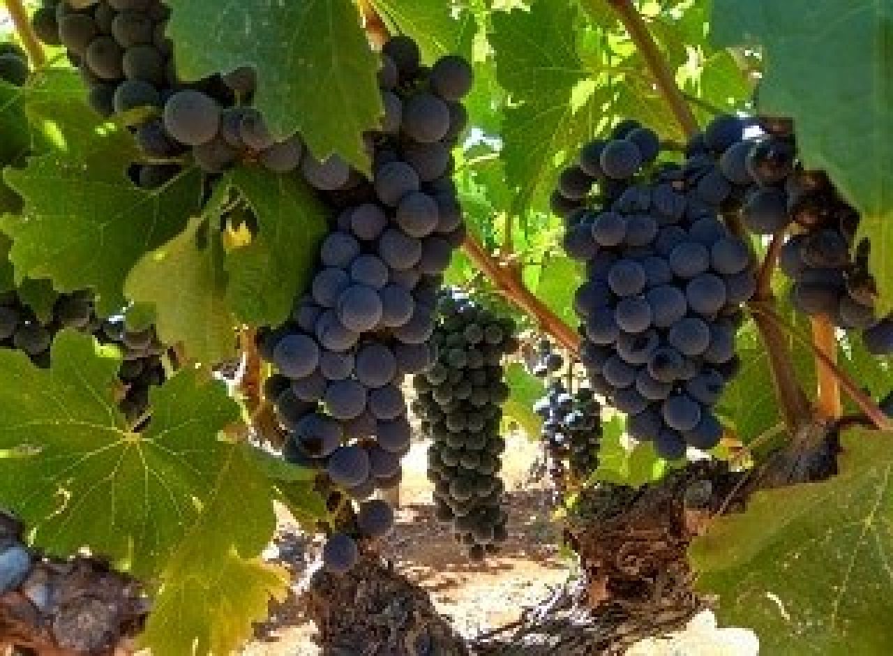 Impact of local site inter seasonal weather variability Ripening
