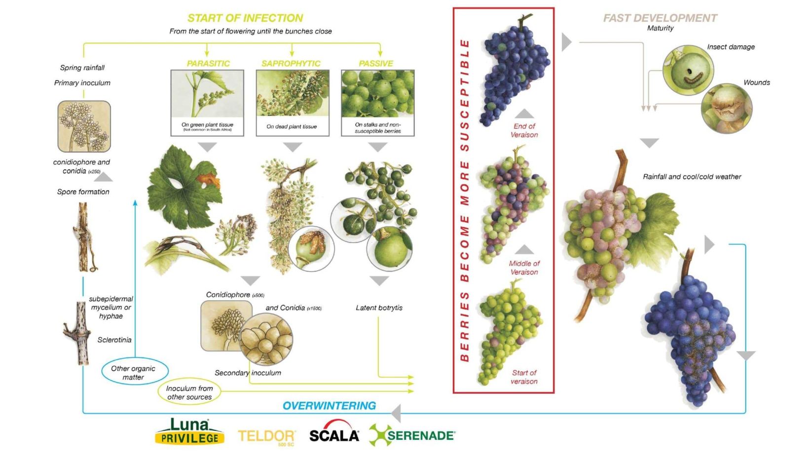 Bayer Set Feature Image