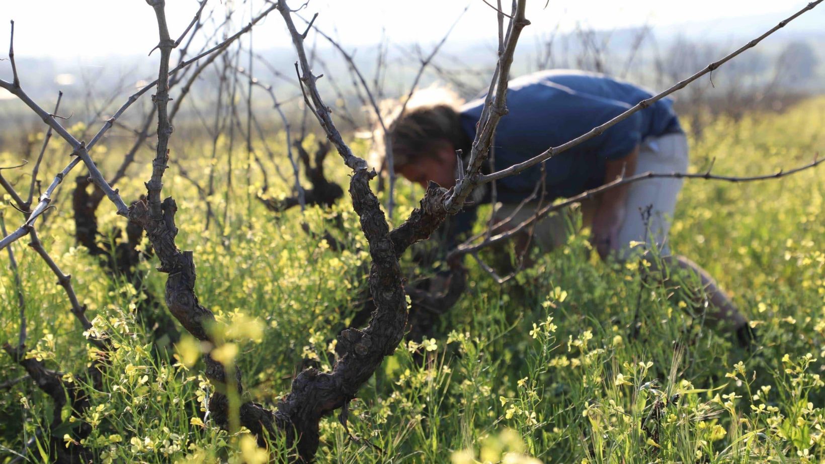 Old vine set feature