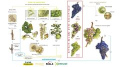 Bayer Set Feature Image