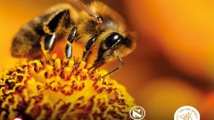 Bee Effectfet