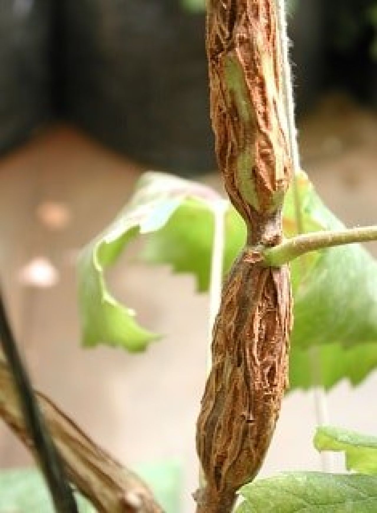 Genetic biological variability of viruses in vineyards Figure 1 B