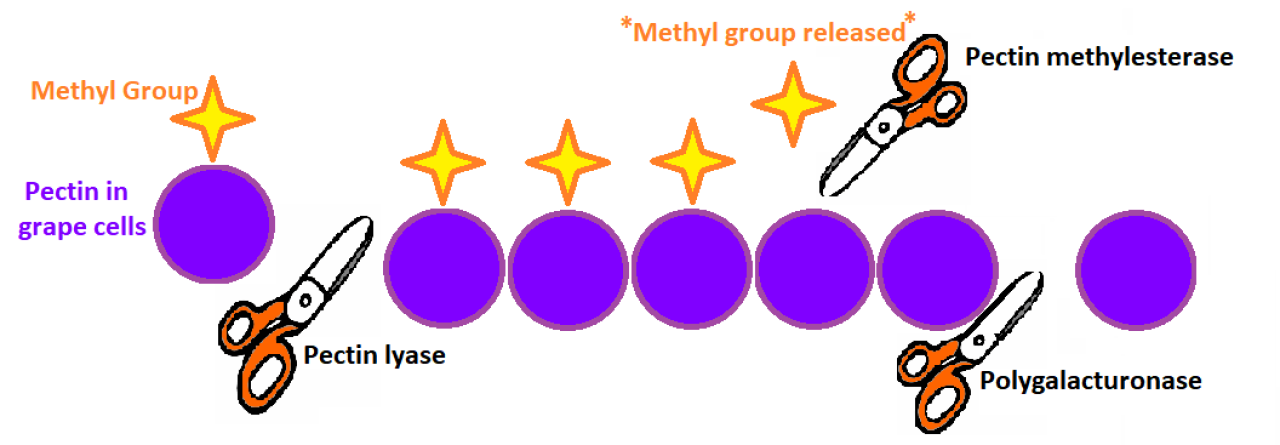Wine tannins polysaccharides frenemies