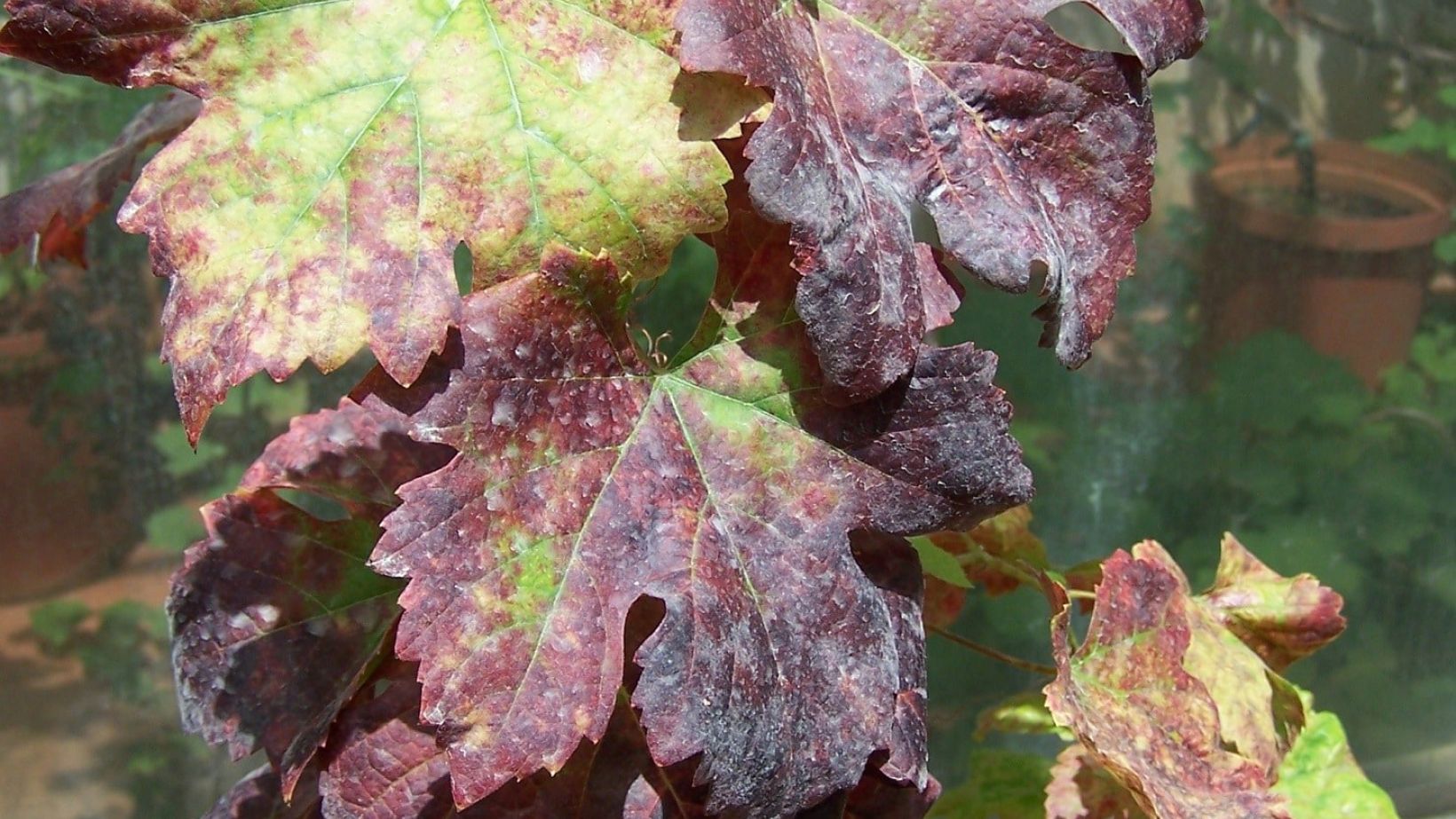 Genetic biological variability of viruses in vineyards Figure 1 A Featured image