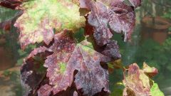Genetic biological variability of viruses in vineyards Figure 1 A Featured image
