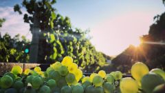Vinpro Produksieplan opname 2020 Zach Moolman