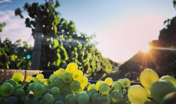 Vinpro Produksieplan opname 2020 Zach Moolman