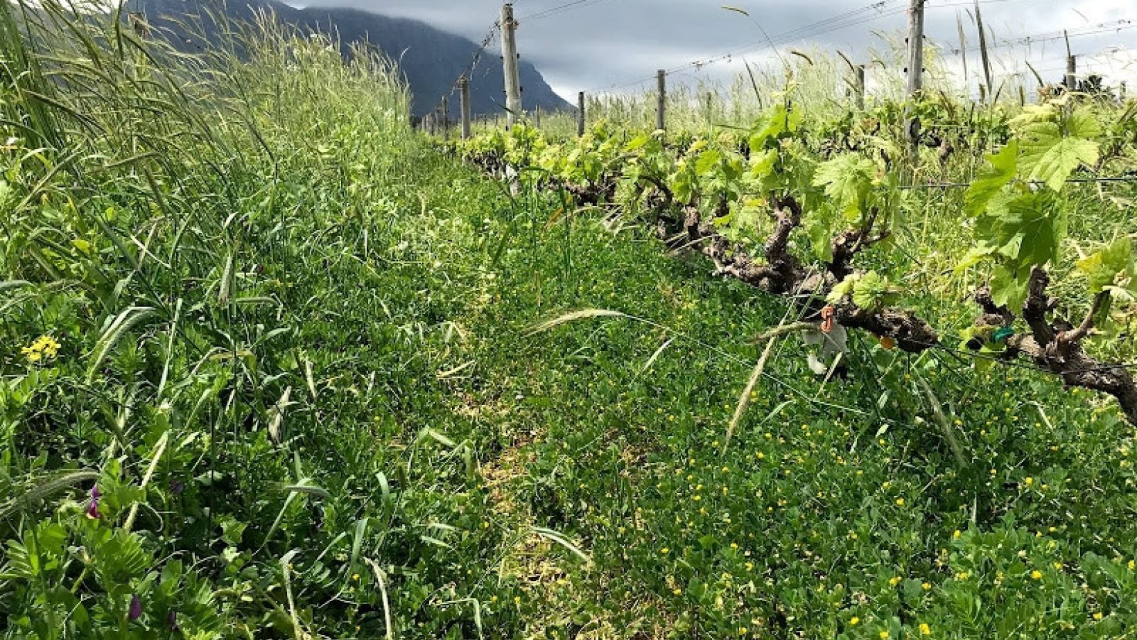 In the vineyard Intro photo