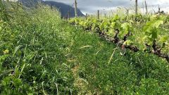 In the vineyard Intro photo